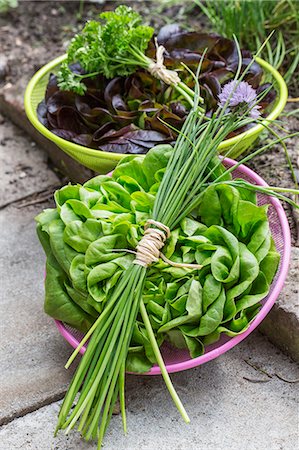 Lettuces, chives and parsley in bowls on a garden path Foto de stock - Sin royalties Premium, Código: 659-07609776