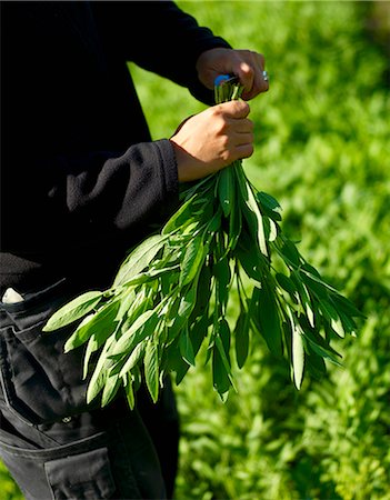 simsearch:659-03535939,k - A man with freshly picked sage Photographie de stock - Premium Libres de Droits, Code: 659-07609780