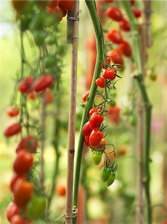 simsearch:659-07028412,k - Cherry tomatoes in a greenhouse Photographie de stock - Premium Libres de Droits, Code: 659-07609806