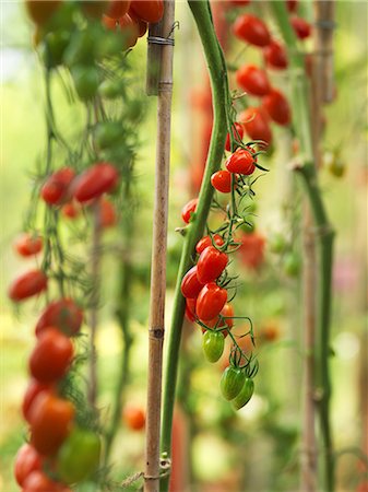 simsearch:659-08905524,k - Cherry tomatoes in a greenhouse Foto de stock - Sin royalties Premium, Código: 659-07609806