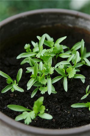 Coriander seedlings in a flower pot Foto de stock - Sin royalties Premium, Código: 659-07609854