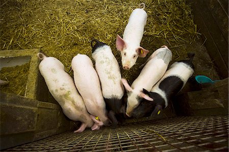 feeding livestock - pigs Stock Photo - Premium Royalty-Free, Code: 659-07609938