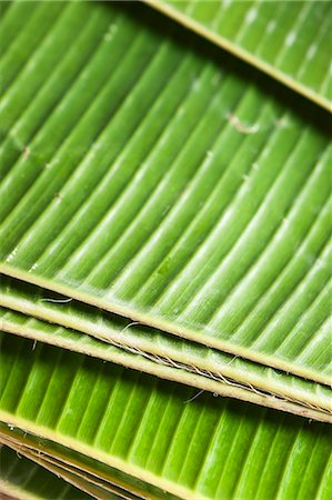 simsearch:659-07598635,k - Freshly cut banana leaves Stock Photo - Premium Royalty-Free, Code: 659-07610165