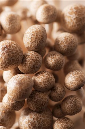 simsearch:659-07609939,k - Fresh brown shimeji mushrooms (close-up) Photographie de stock - Premium Libres de Droits, Code: 659-07610167