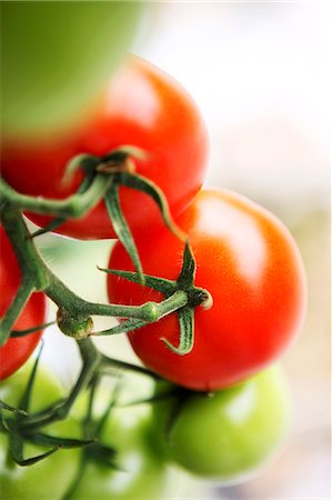 Right and unripe vine tomatoes (close-up) Stockbilder - Premium RF Lizenzfrei, Bildnummer: 659-07610202