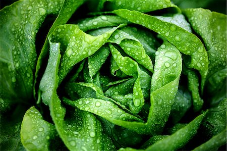 A freshly washed lettuce (seen from above) Stock Photo - Premium Royalty-Free, Code: 659-07738887
