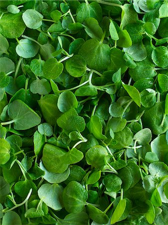 simsearch:659-07739607,k - Fresh Bunch of Upland Cress on White Background Stock Photo - Premium Royalty-Free, Code: 659-07739063