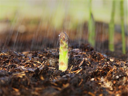 A green asparagus shoot poking up through the ground Stock Photo - Premium Royalty-Free, Code: 659-07739275