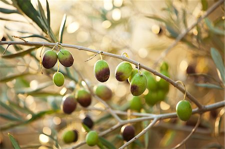 simsearch:659-07739607,k - Semi-ripe olives on a sprig Stock Photo - Premium Royalty-Free, Code: 659-07739555