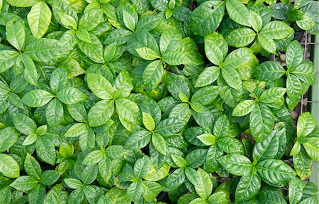 Coffee plants on a plantation (seen from above) Photographie de stock - Premium Libres de Droits, Code: 659-07739606