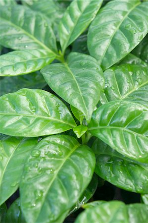 feuilles - A coffee plant (close-up) Photographie de stock - Premium Libres de Droits, Code: 659-07739607