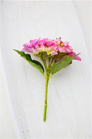 A pink hydrangea on a white wooden surface Foto de stock - Sin royalties Premium, Código: 659-07739877