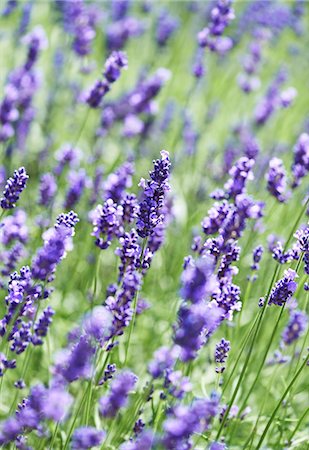 simsearch:659-06183830,k - Flowering lavender (lavandula angustifolia) Stockbilder - Premium RF Lizenzfrei, Bildnummer: 659-07739898