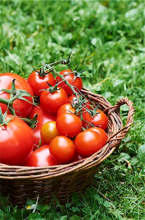 panier d'osier - A basket of fresh tomatoes in a field Photographie de stock - Premium Libres de Droits, Code: 659-07739914