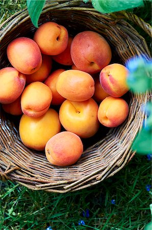 frutas biológicas - Fresh apricots in a basket in a field Foto de stock - Sin royalties Premium, Código: 659-07739912