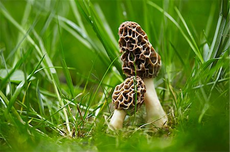 Morel mushrooms growing in grass Foto de stock - Sin royalties Premium, Código: 659-07958816