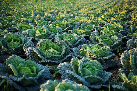 Al arge field of Savoy cabbage Foto de stock - Sin royalties Premium, Código: 659-07958812