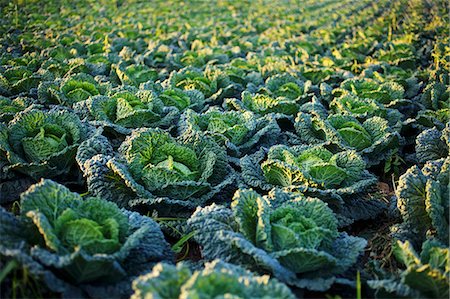 fields crops cultivation - Al arge field of Savoy cabbage Stock Photo - Premium Royalty-Free, Code: 659-07958812