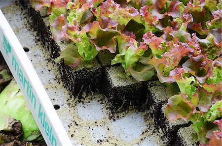 simsearch:659-07610201,k - Lollo Rosso salad seedlings in a crate Photographie de stock - Premium Libres de Droits, Code: 659-07959215