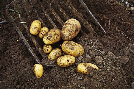 Ditta potatoes being harvested Foto de stock - Sin royalties Premium, Código: 659-07959222