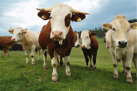 rindfleisch - Alpine oxen on Teichalm Stockbilder - Premium RF Lizenzfrei, Bildnummer: 659-07959275