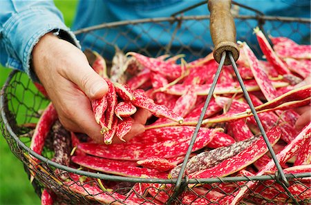 simsearch:659-06671547,k - A man harvesting borlotti beans in a garden with a wire basket Photographie de stock - Premium Libres de Droits, Code: 659-07959309