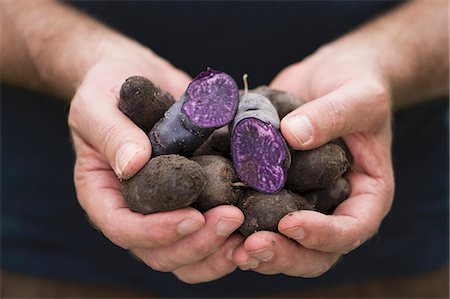 simsearch:659-07598972,k - A man holding freshly harvested purple Vitelotte potatoes Foto de stock - Sin royalties Premium, Código: 659-07959387