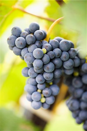 focus (photographic term) - Ripe red wine grapes on a vine Stock Photo - Premium Royalty-Free, Code: 659-07959450