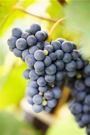 simsearch:659-06183780,k - Ripe red wine grapes on a vine Foto de stock - Sin royalties Premium, Código: 659-07959450