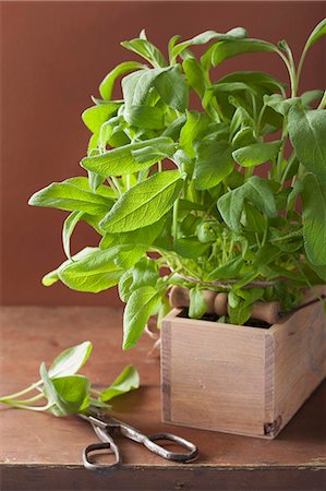 simsearch:659-03534923,k - Fresh sage in a wooden crate Foto de stock - Sin royalties Premium, Código: 659-07959471