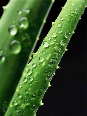 sprout - A freshly washed aloe vera shoot Stock Photo - Premium Royalty-Free, Code: 659-07959495