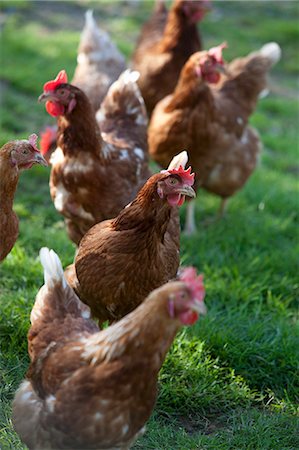 free range - A hen in the field Foto de stock - Sin royalties Premium, Código: 659-07959642