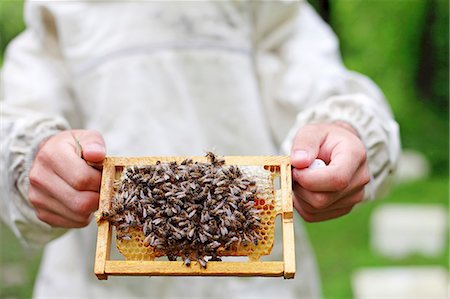 simsearch:659-07959744,k - A bee keeper holding a honey comb covered in bees Photographie de stock - Premium Libres de Droits, Code: 659-07959748