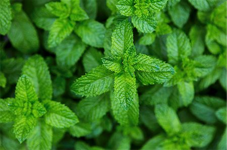 simsearch:659-06156006,k - Fresh mint growing in the garden Stockbilder - Premium RF Lizenzfrei, Bildnummer: 659-08147190