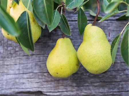 Pears in an orchard in South Africa Foto de stock - Sin royalties Premium, Código: 659-08147497