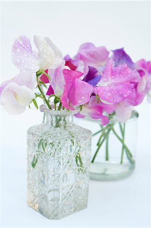 Purple and white sweet peas (Lathyrus odoratus) in glass vases Foto de stock - Sin royalties Premium, Código: 659-08147613