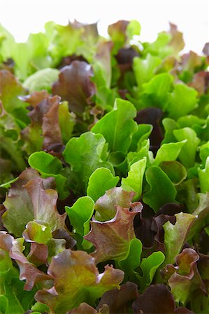 fresh vegetables for salad on white - Mixed salad leaves Stock Photo - Premium Royalty-Free, Code: 659-08148174