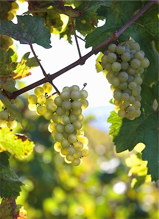 simsearch:659-06183780,k - Riesling grapes on a vine Foto de stock - Sin royalties Premium, Código: 659-08148252