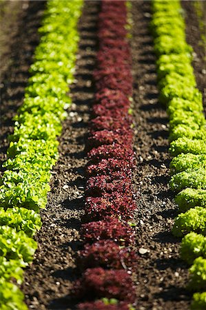 Lettuce field Foto de stock - Sin royalties Premium, Código: 659-08419147