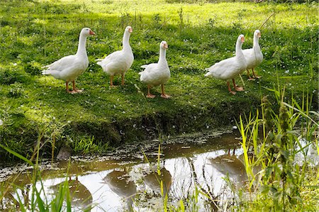 Geese by a stream Stock Photo - Premium Royalty-Free, Code: 659-08419709