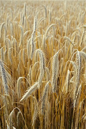 simsearch:659-03523473,k - A field of barley Stock Photo - Premium Royalty-Free, Code: 659-08419710