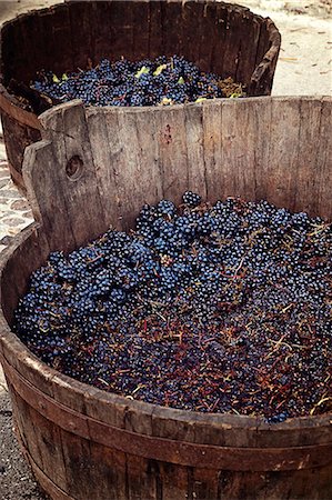 Harvested red wine grapes in a wooden vat Foto de stock - Sin royalties Premium, Código: 659-08419823