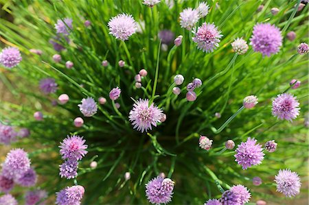 edible flower - Flowering chives in a garden (seen from above) Photographie de stock - Premium Libres de Droits, Code: 659-08419843