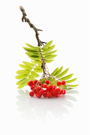 simsearch:659-02211093,k - A sprig of rowan berries on a white surface Stock Photo - Premium Royalty-Free, Code: 659-08419916