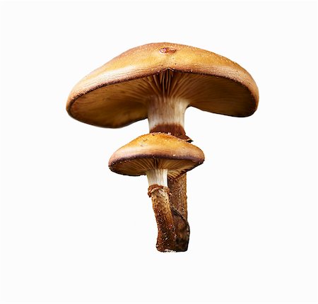 simsearch:659-06495005,k - Fresh sheathed woodtuft mushrooms Stockbilder - Premium RF Lizenzfrei, Bildnummer: 659-08419964