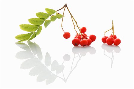 simsearch:659-06373226,k - Rowan berries Foto de stock - Sin royalties Premium, Código: 659-08420301