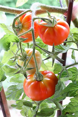 simsearch:659-03521206,k - Red tomatoes on a vine Photographie de stock - Premium Libres de Droits, Code: 659-08513222