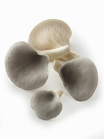 simsearch:659-07599022,k - Fresh picked edible grey oyster mushrooms (Pleurotus) cut out against a white background Stock Photo - Premium Royalty-Free, Code: 659-08895397