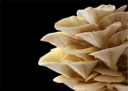 Fresh picked edible yellow or golden oyster mushrooms (Pleurotus citrinopileatus) in a grow box against a black background Stock Photo - Premium Royalty-Free, Code: 659-08895419