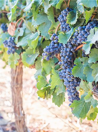 Red wine grapes on a vine at a vineyard in Stellenbosch, South Africa Stock Photo - Premium Royalty-Free, Code: 659-08904095